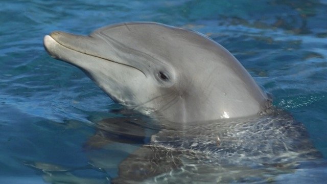 Поговори с дельфином