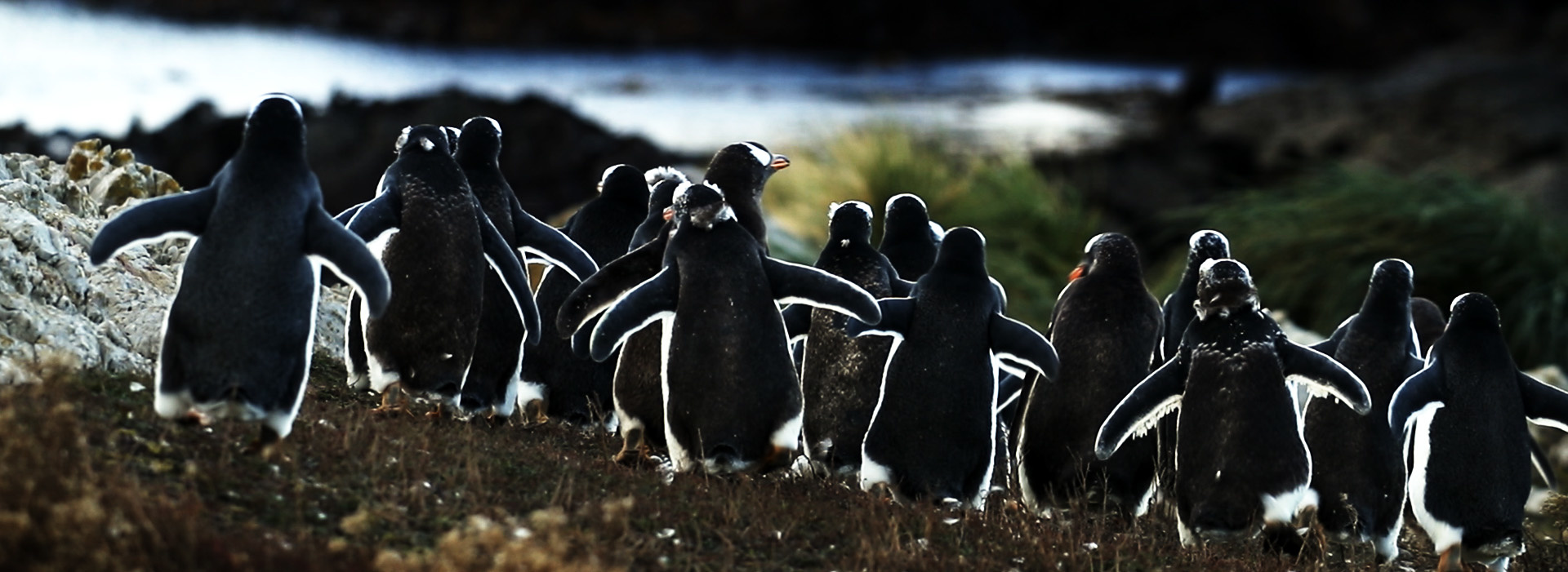 Постер фильма Альбатрос и пингвин