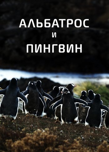 Фильм Альбатрос и пингвин 2018