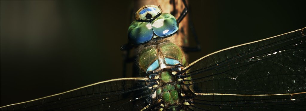 Постер фильма Миниатюрные хищники