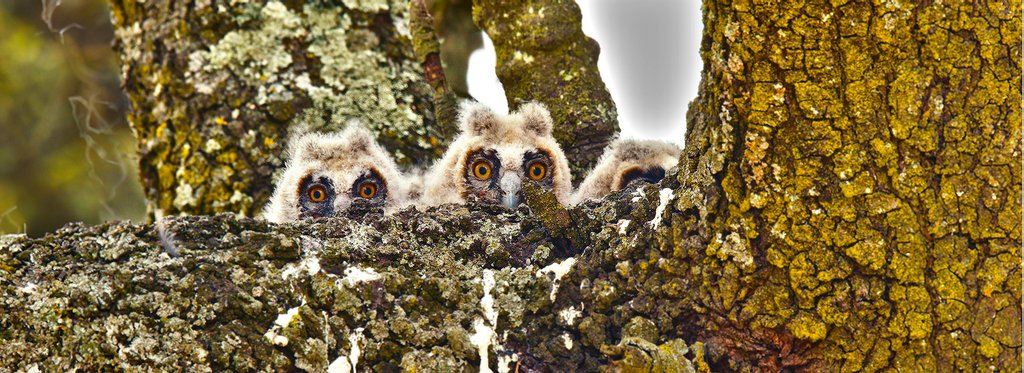 Постер фильма Новички дикой природы