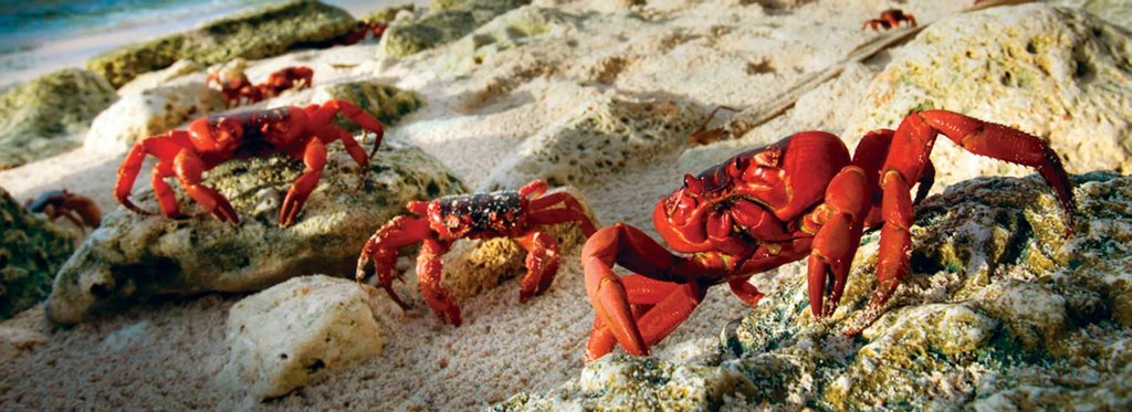 Постер сериала Таинственная миграция красных крабов