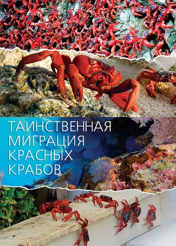 Сериал Таинственная миграция красных крабов 2020