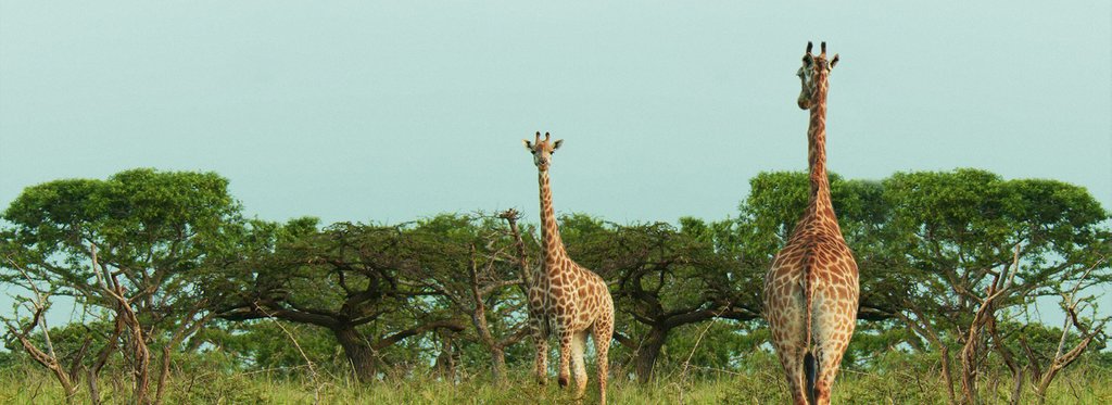 Movie poster South Africa — Wild savannah