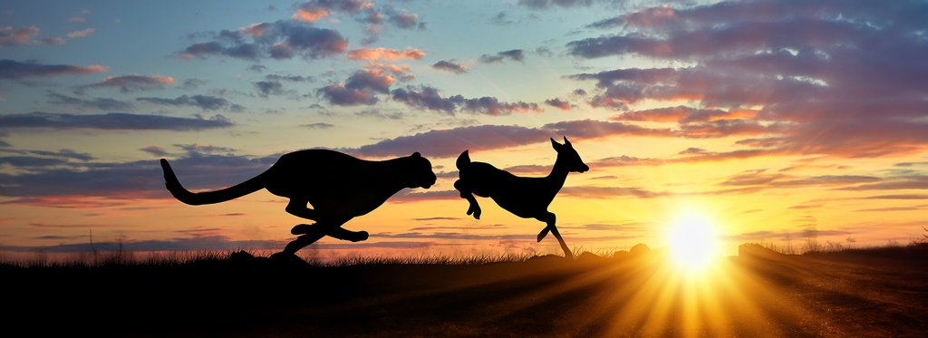 Постер сериала Стайные атаки в дикой природе