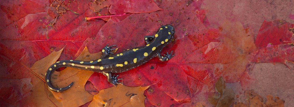 Постер фильма Незаметный мир