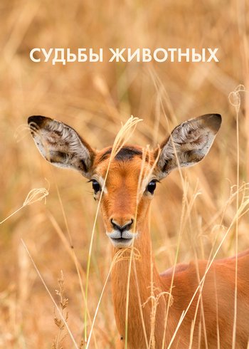Сериал Судьбы животных 2020