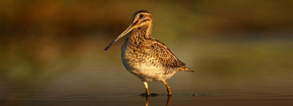 Movie poster Sandpiper in Focus