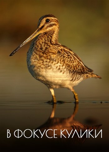 Фильм В фокусе кулики 2022