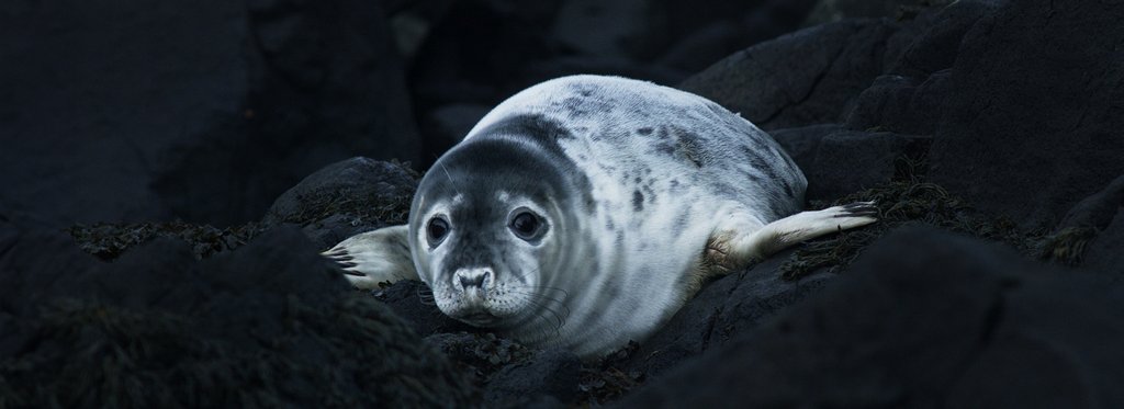 Movie poster Grey Seals: A Journey of Survival