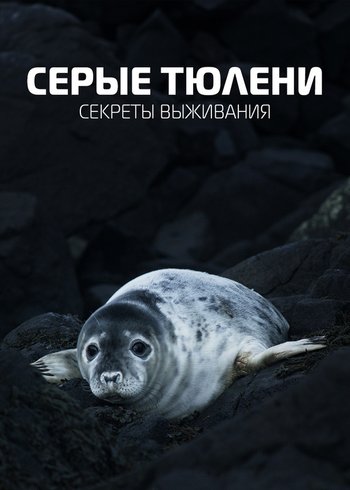 Фильм Серые тюлени. Секреты выживания 2021