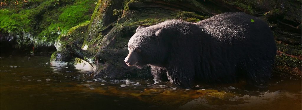 Постер фильма Медведи севера Тихого океана