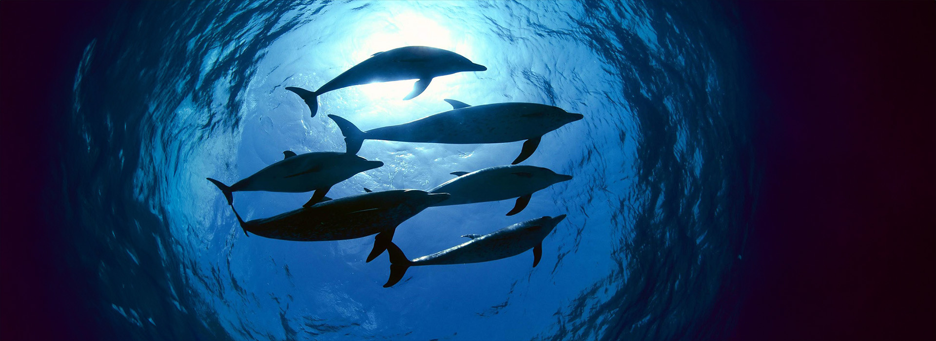 Постер фильма Морские млекопитающие: чемпионы глубин