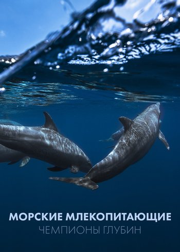 Фильм Морские млекопитающие: чемпионы глубин 2023