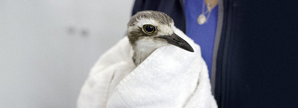 Постер сериала Спасение дикой природы Австралии