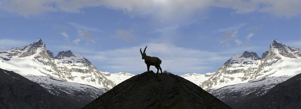 Movie poster Ibex: Acrobats on the rocks