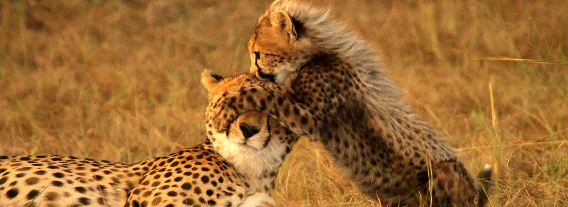 Movie poster Cheetah. Hunter becomes prey