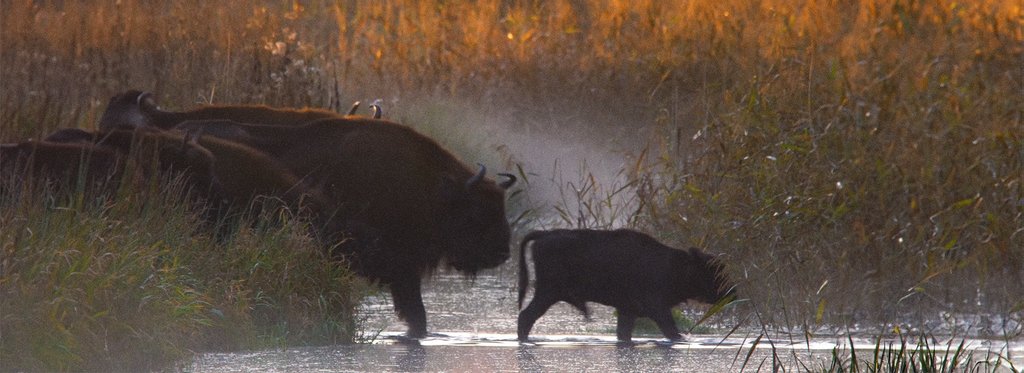 Постер фильма Страна спасенного великана