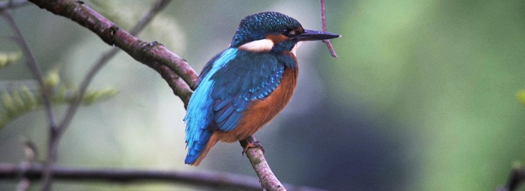 Постер фильма Маленький лес неподалеку