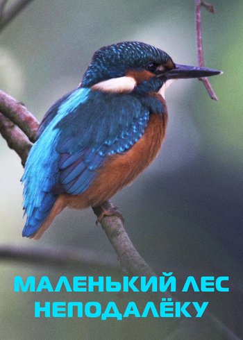 Фильм Маленький лес неподалеку 2016