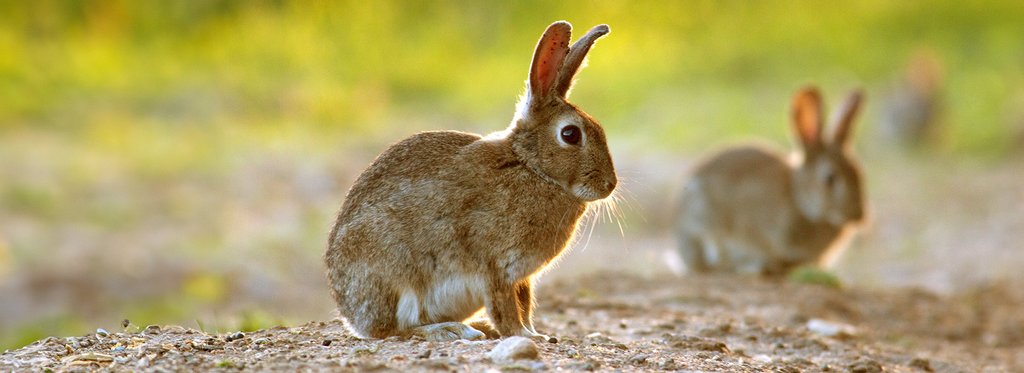 Movie poster Hispania. Land of Rabbits