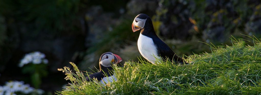 Movie poster Iceland, a sanctuary for puffins