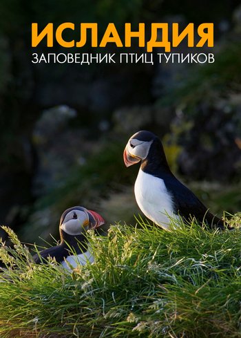 Фильм Исландия. Заповедник птиц тупиков 2022