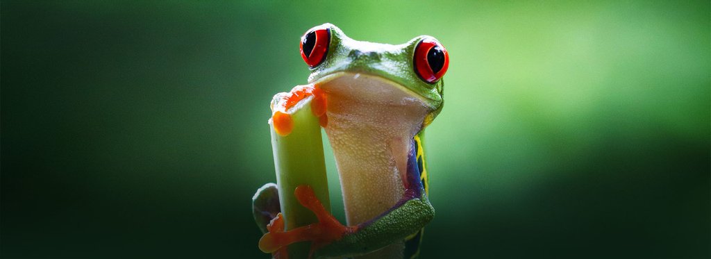 Постер сериала Планета джунглей