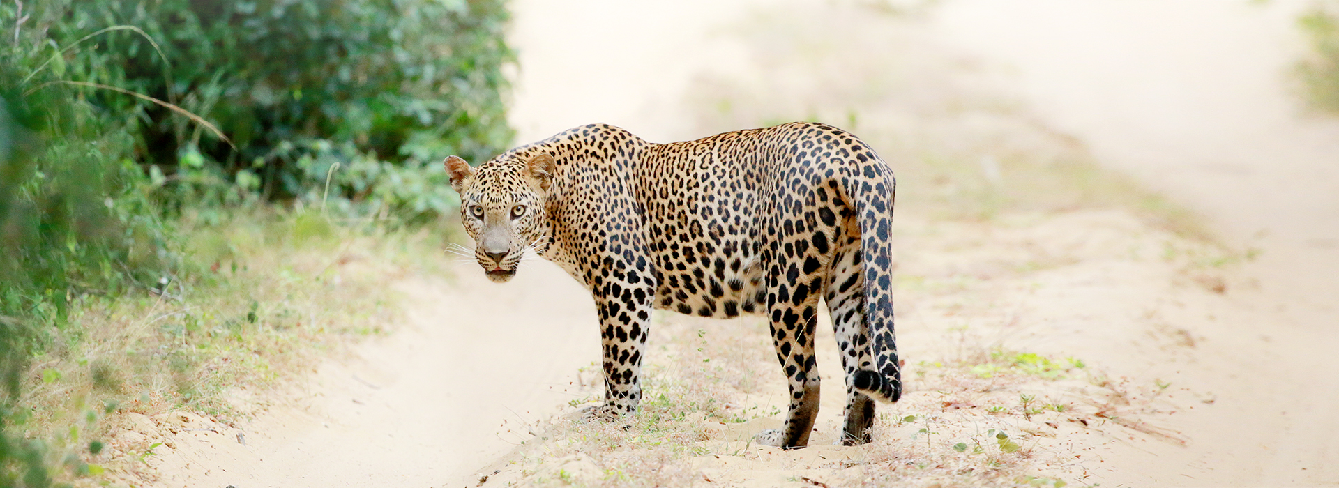 Постер фильма Дикая Шри-Ланка: царство леопардов