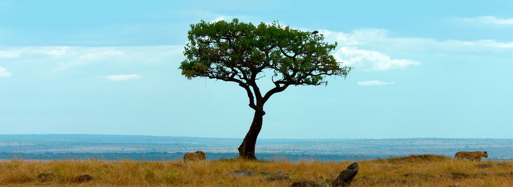 Постер фильма Страх в Саванне