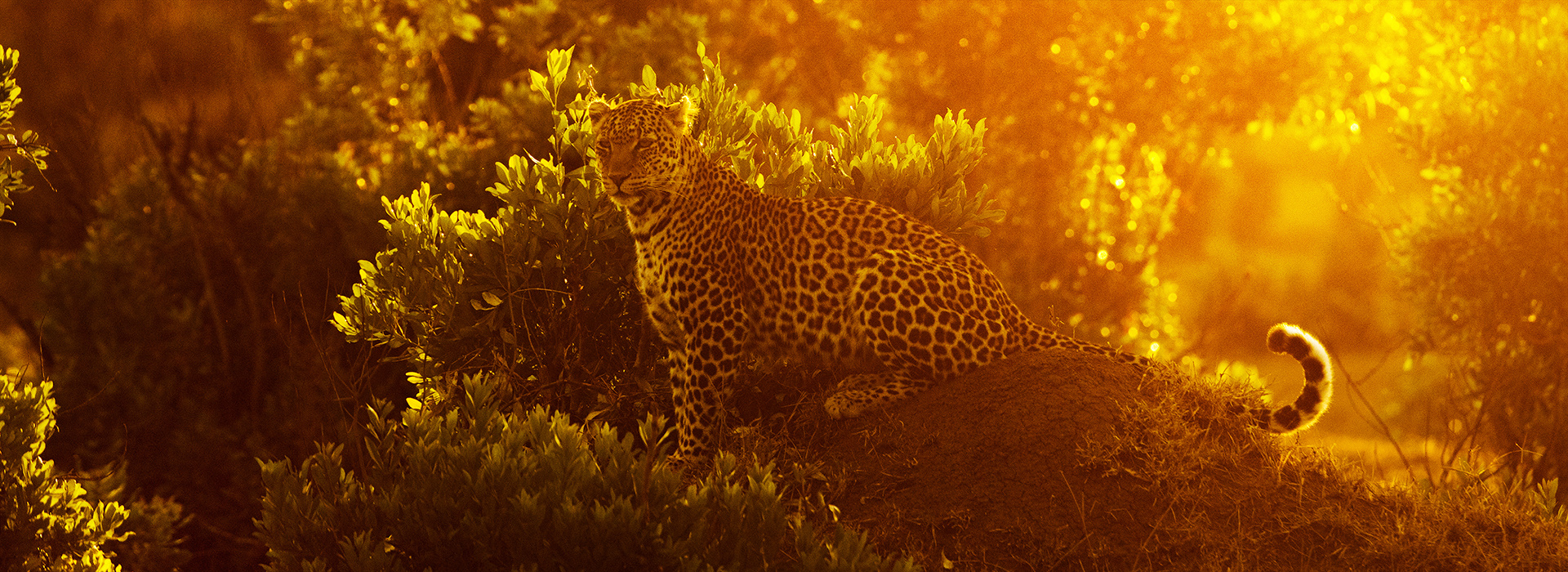 Постер сериала Королева леопардов