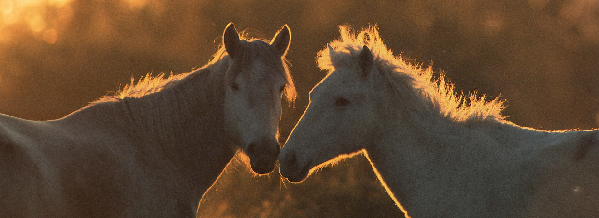 Movie poster Wild Horse of the Marshes