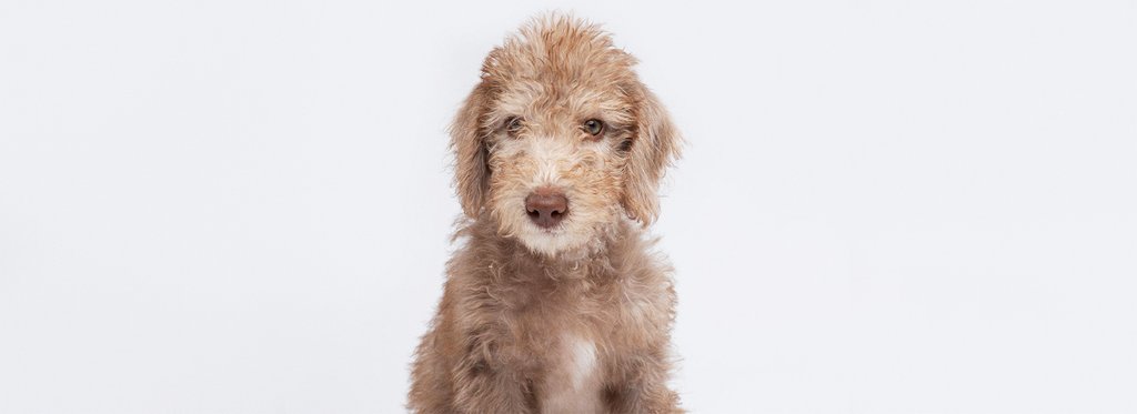 Series poster 12 Puppies and Us