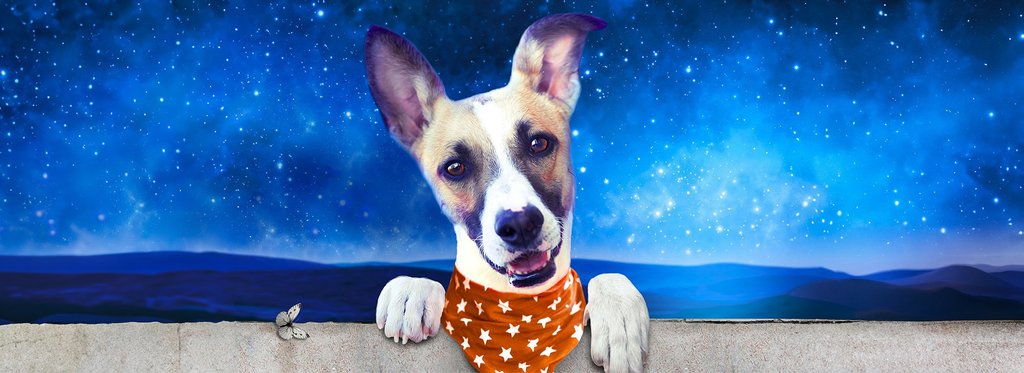 Постер фильма Невероятные приключения Гампи