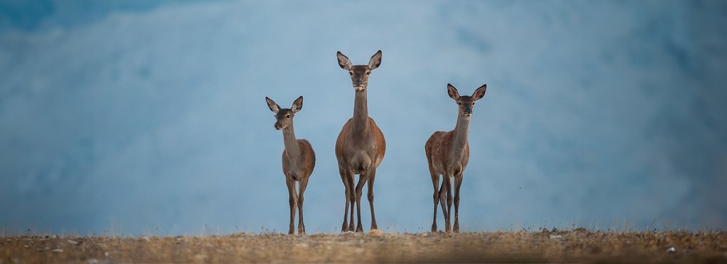 Постер фильма Дехеса