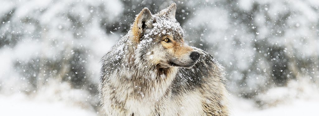 Постер фильма Волчий выбор. Свобода или семья?