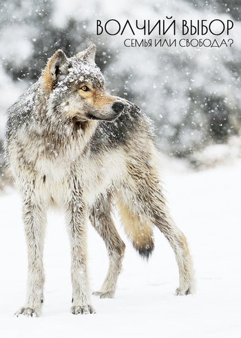 Фильм Волчий выбор. Свобода или семья? 2019