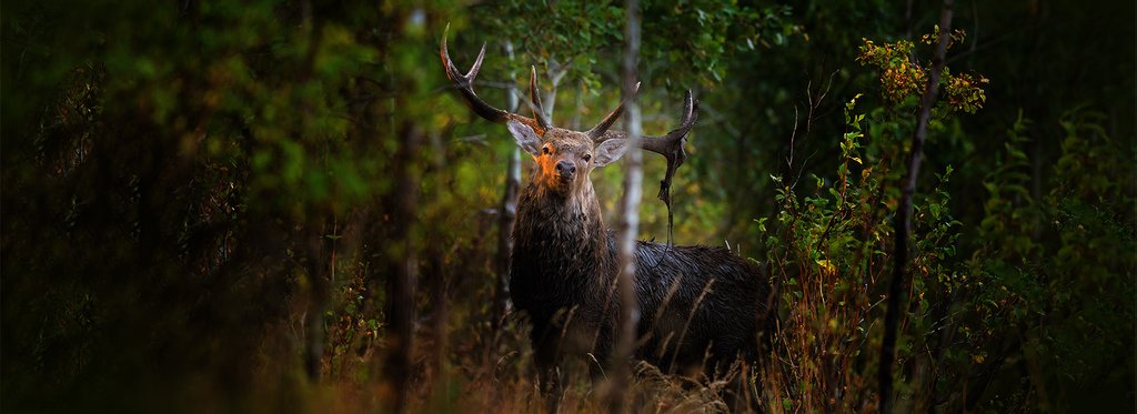 Movie poster Noble deer. Symbol of the ancient forest