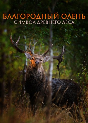 Фильм Благородный олень. Символ древнего леса 2019
