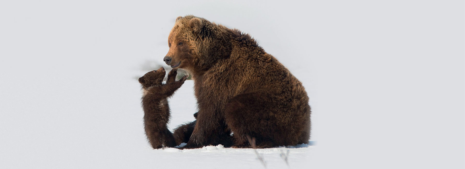 Movie poster Kamchatka Bears. Life Begins