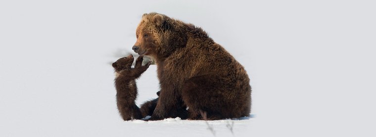 Медведи Камчатки. Начало жизни