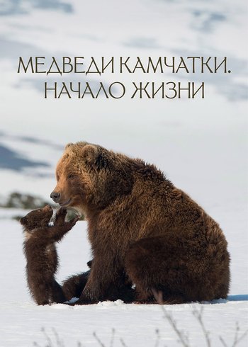 Фильм Медведи Камчатки. Начало жизни 2018