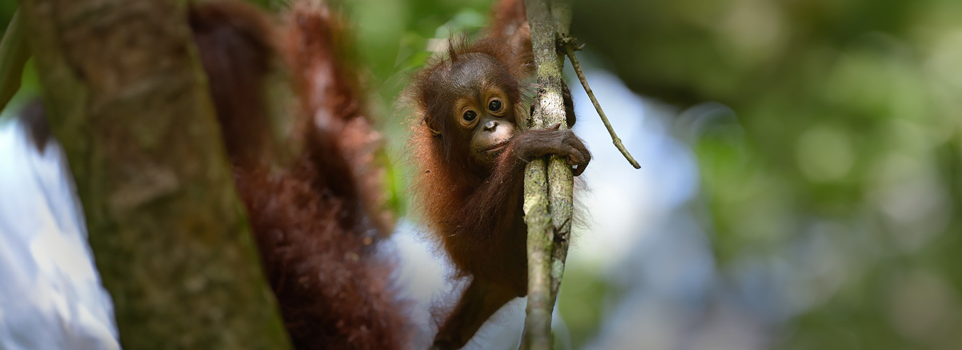 Movie poster Into The Wild of Borneo