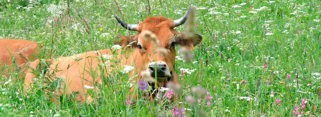 Постер фильма Жила-была корова