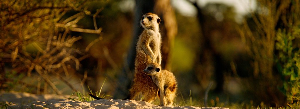 Постер сериала Калахари: земля тайных союзов