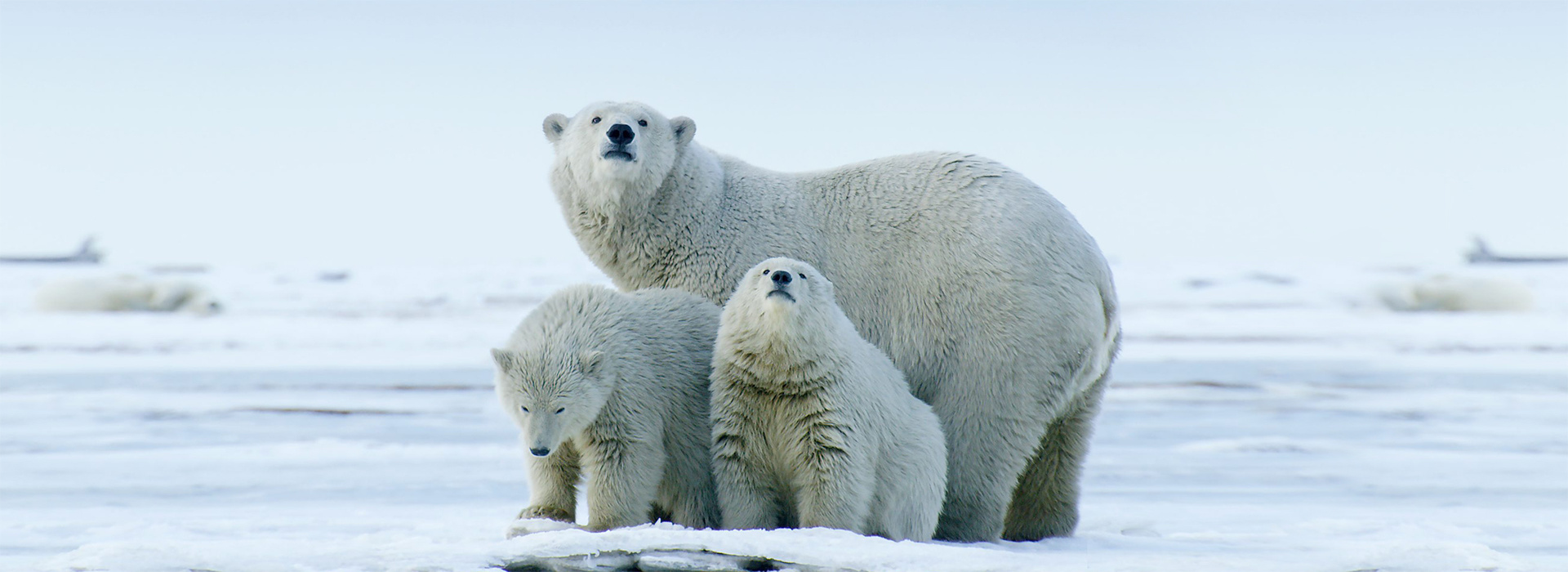 Постер фильма Американская Арктика — заповедные земли под угрозой