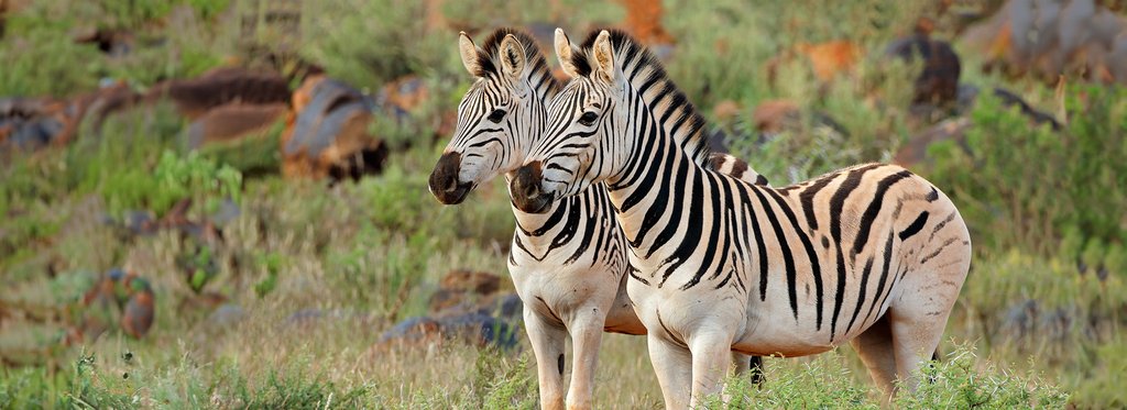 Постер фильма Странные встречи в Саванне