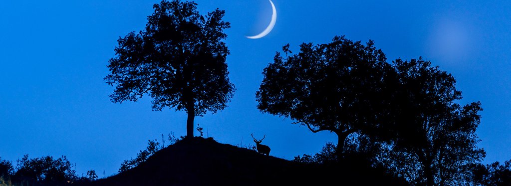 Постер фильма Я - лучший благородный олень