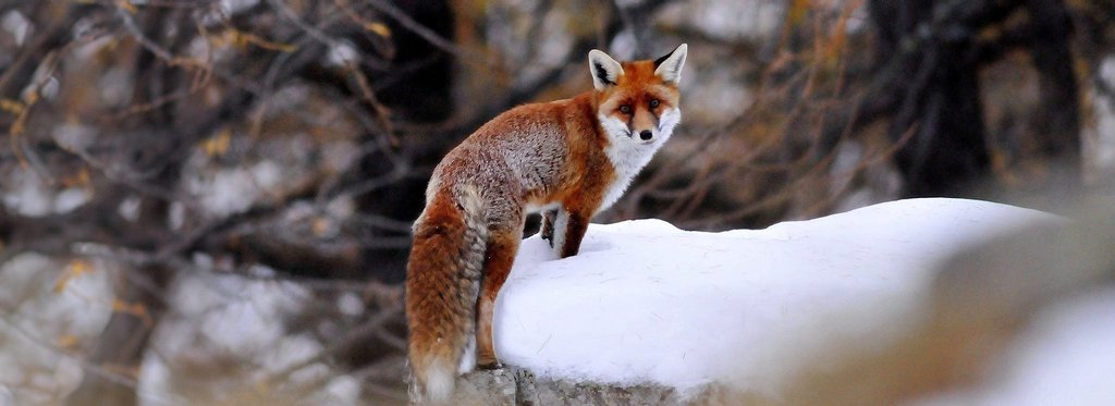 Постер фильма Лес и его обитатели