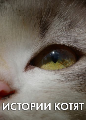 Фильм Истории котят 2015